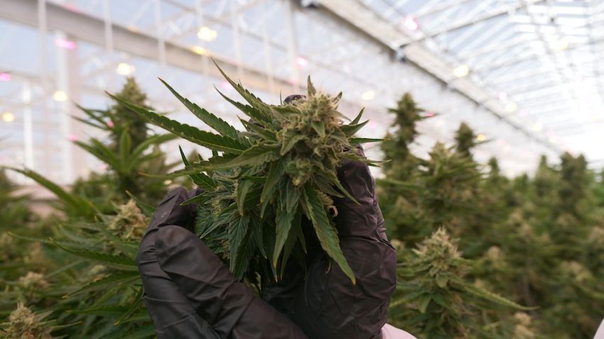 One of Australia’s largest medicinal cannabis producers has shares suspended over funding concerns