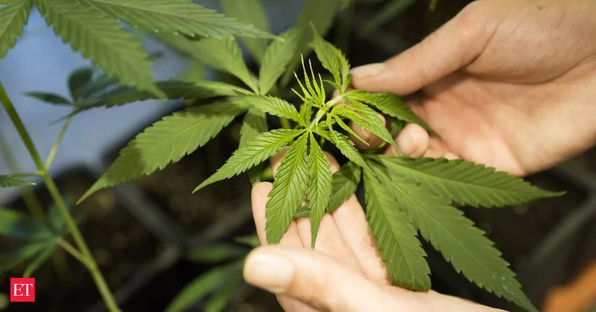 Germany to legalise cannabis: what are the new rules?