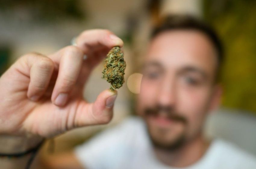  New Study Further Confirms Entourage Effect Of Cannabis