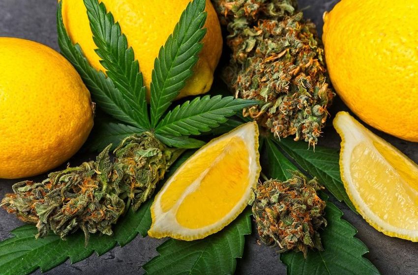  Limonene Terpene Reduces THC-Induced Anxiety, Study Finds
