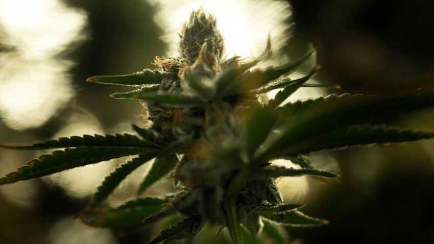  In 2018, Republicans accidentally legalized cannabis. Now 22 AGs want them to undo it