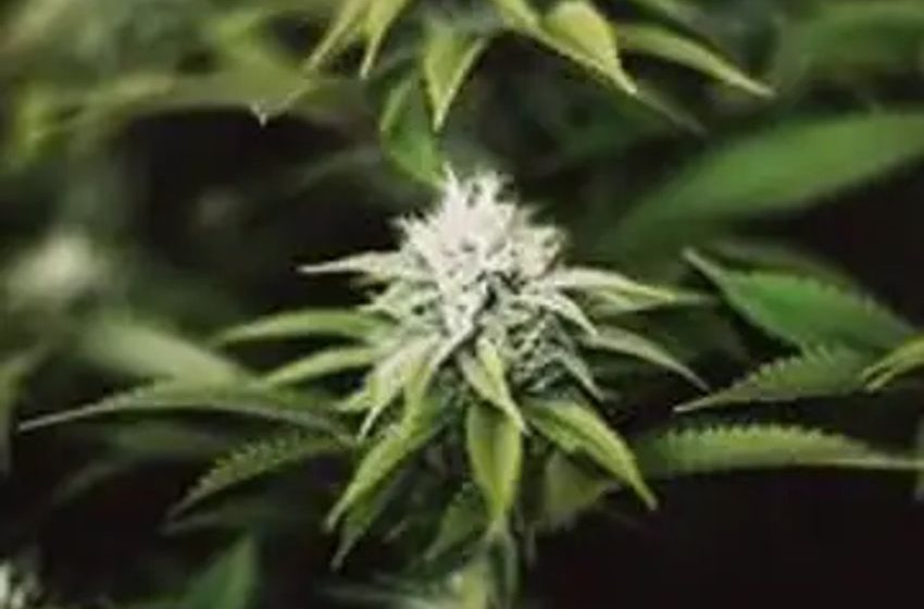  Second round of Cannabis Social Equity Loan Program makes $12M available to applicants