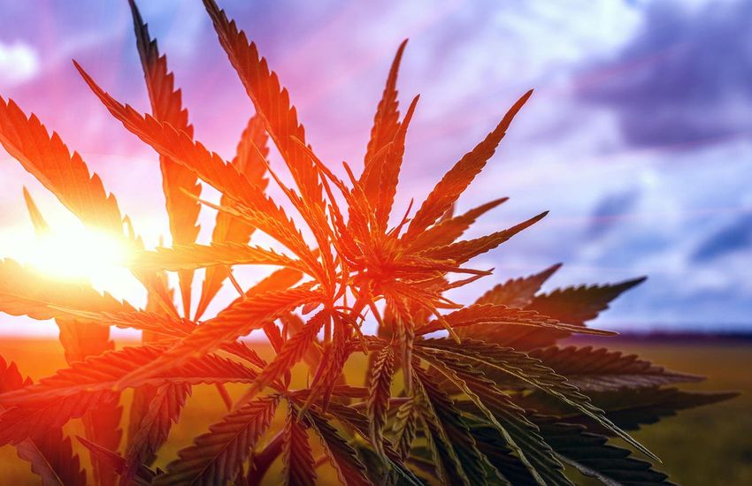  House Lawmakers Advance Hawaii Marijuana Legalization Bill