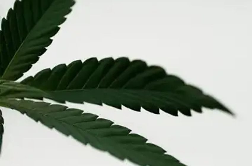  Pot Predictions: Cannabis And A Recession