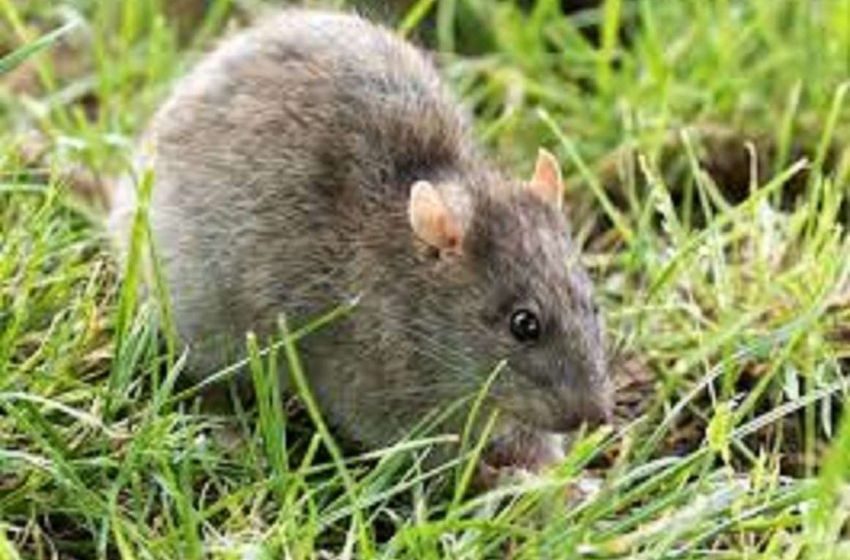  [Ilya Somin] Rats Dine on Marijuana Confiscated by Police