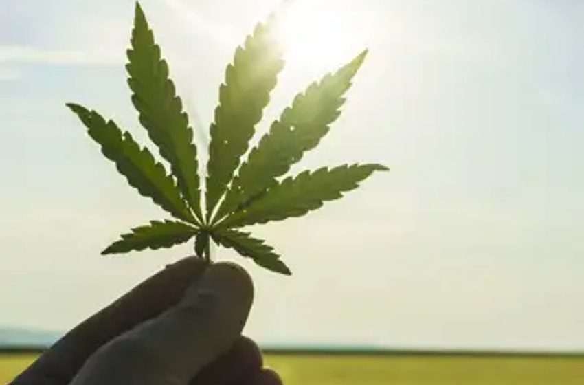  Cannabis Stocks Heat Up Again Ahead of German Rollout