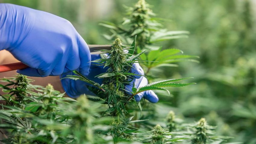  Medicinal cannabis: Why Kiwis are slow on the uptake