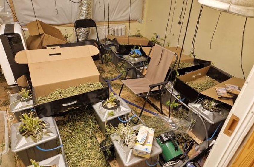  Gardaí arrest three men following seizure of cannabis worth €700k in Roscommon