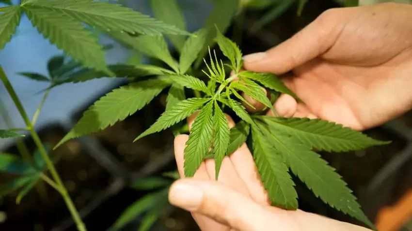  A New York court has invalidated regulations concerning the marketing of marijuana.