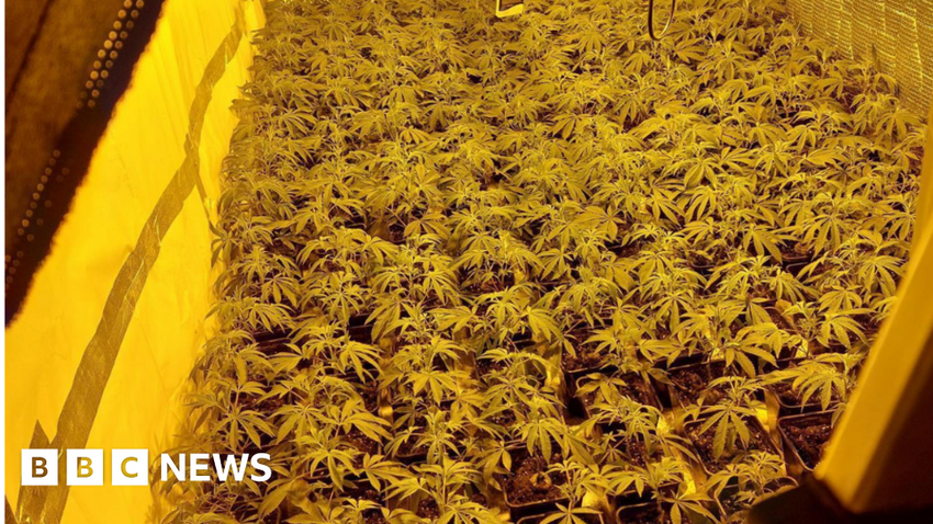  ‘Slaves’ released during raid on cannabis factory