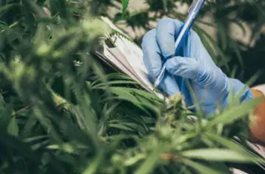  AKAN Stock Pops as Akanda Eyes Entry into German Cannabis Market