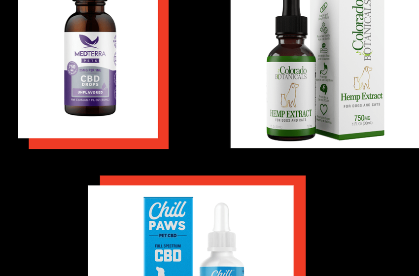  10 Best CBD Oil for Dogs: Best for Anxiety, Pain & Arthritis