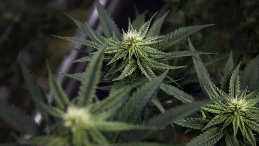  Manitoba poised to lift ban on homegrown recreational cannabis