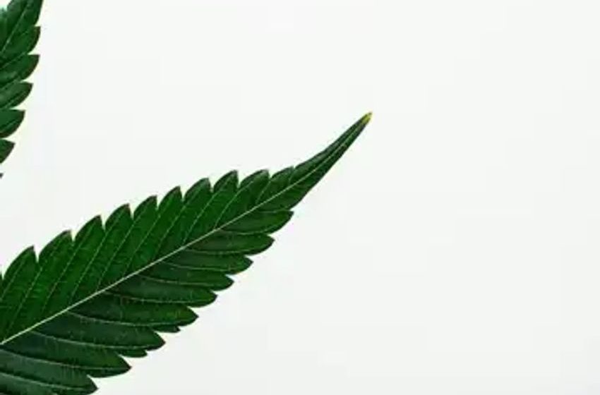Cannabis Chart Of The Week: How Does Liquidity And Market Cap. Impact Valuation Metrics?
