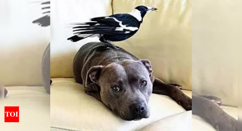  Magpie reunited with BFF pet dog after separation sparks outrage