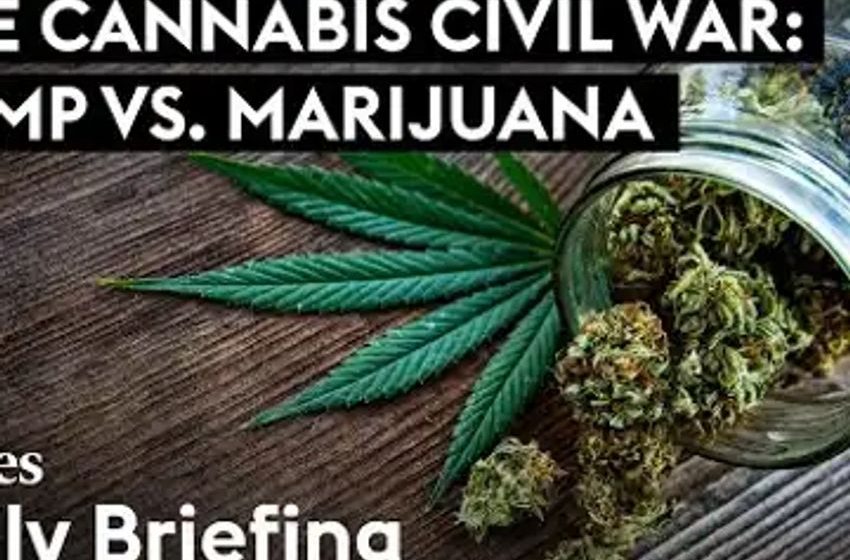  The Cannabis Civil War: Hemp vs. Marijuana