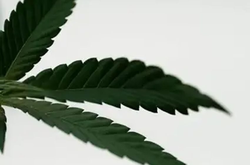 Dear Bankers: Cannabis Is One Of The Safest Bets Around