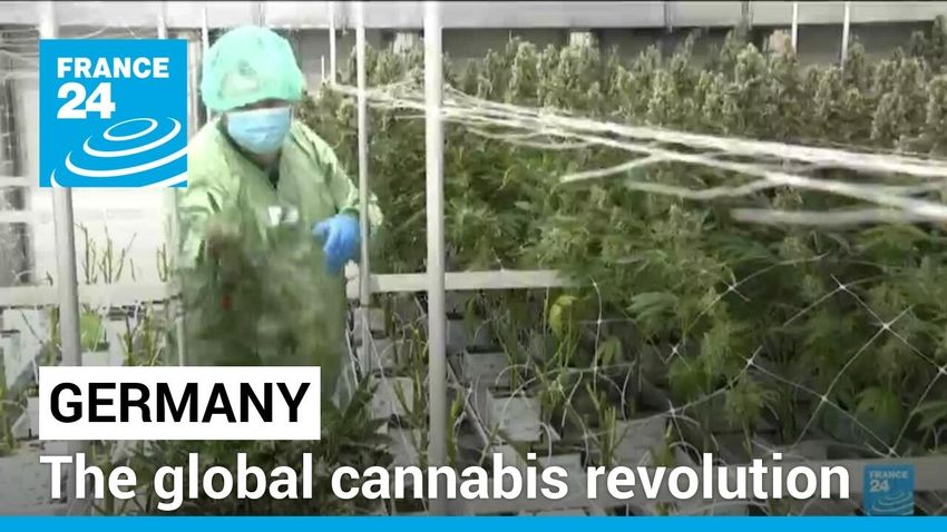  Grassroots revolution: Germany set to join the global cannabis revolution
