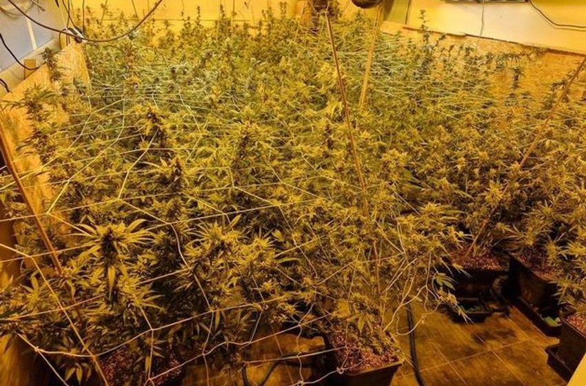  Cannabis worth €180,000 found in Roscommon grow house