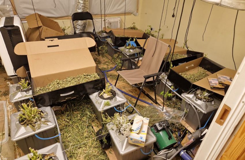  Three men arrested as gardaí seize €700,000 worth of cannabis in Co Roscommon