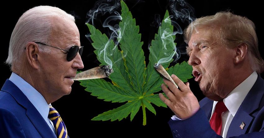  Who’d Be Better To Smoke With, Trump Or Biden? Weed Experts Debate
