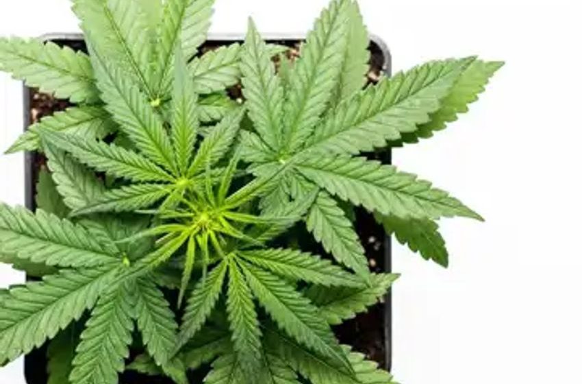  The 3 Most Undervalued Cannabis Stocks to Buy in April 2024
