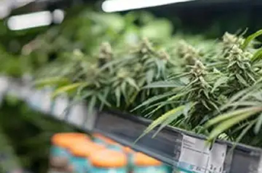  The Evolution of grocers into cannabis retailers