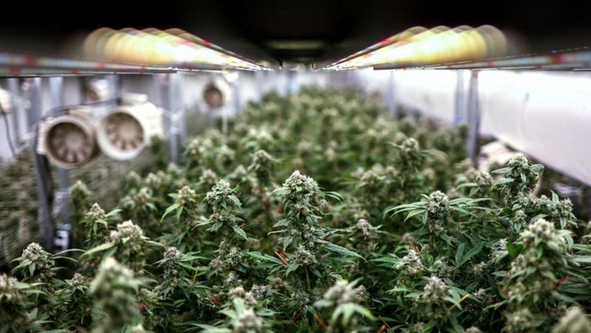  Police arrest international gang in US$686 million medicinal cannabis scam