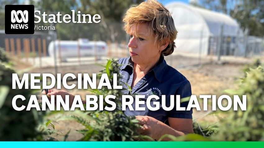Concerns over quality and potency of imported cannabis products