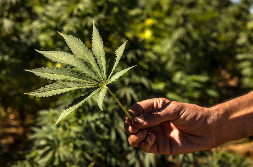 Lemon-Scented Marijuana Compound Reduces Weed’s ‘Paranoia’ Effect