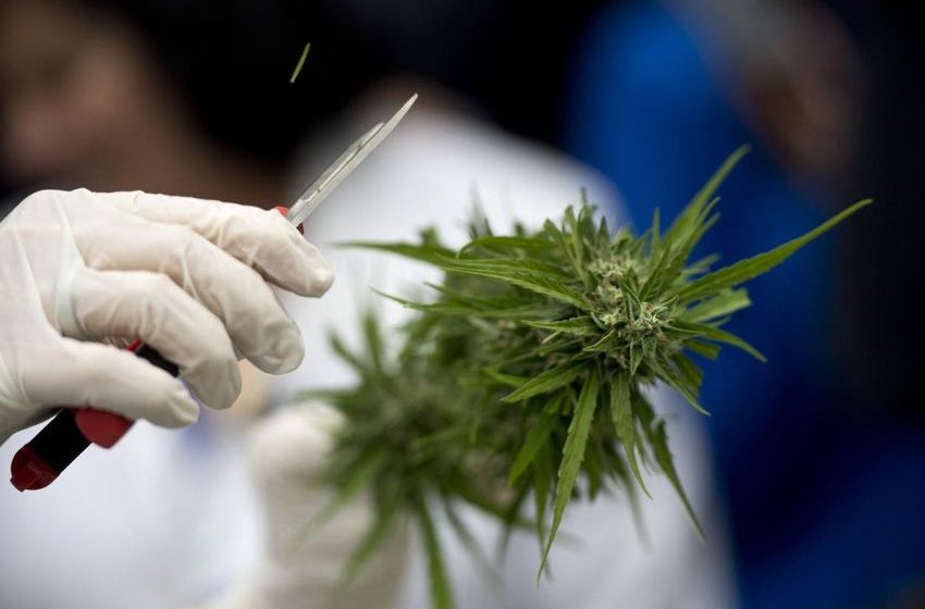  As Pot Recalls Mount, Decontamination Tech Destroys Mold Instantly