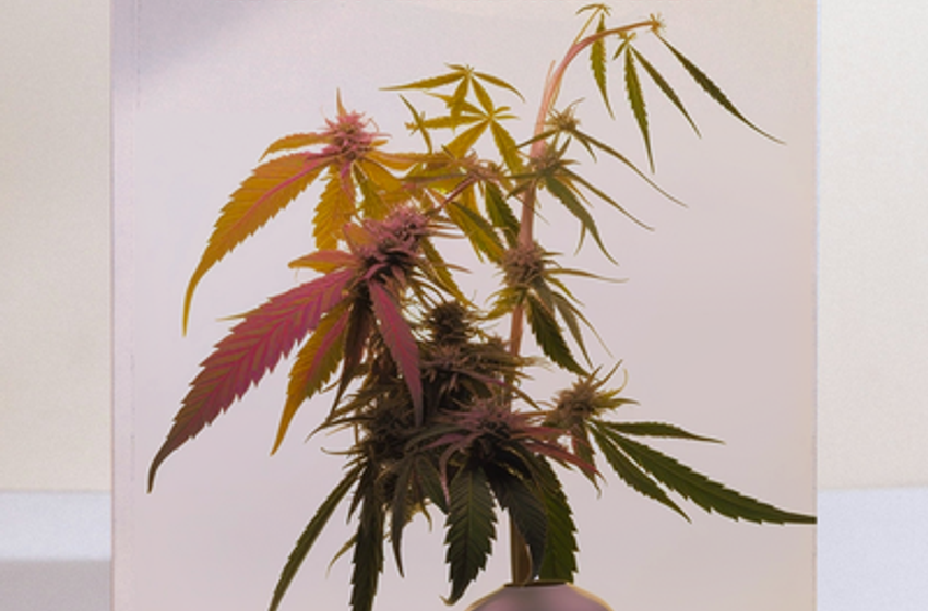  Stickybana, the Perpetually Forgotten Art of Cannabis Arrangement