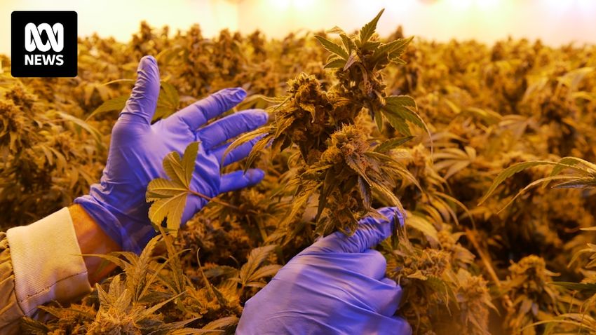  Telehealth medicinal cannabis providers can bypass Australia’s drug safety and quality standards, GPs say