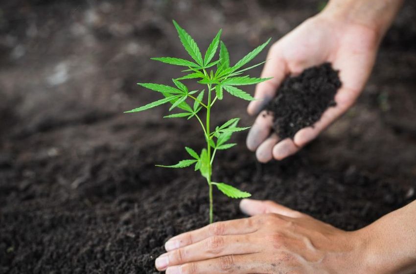  Why The Cannabis Industry Saw 5.4% Job Growth In 2023