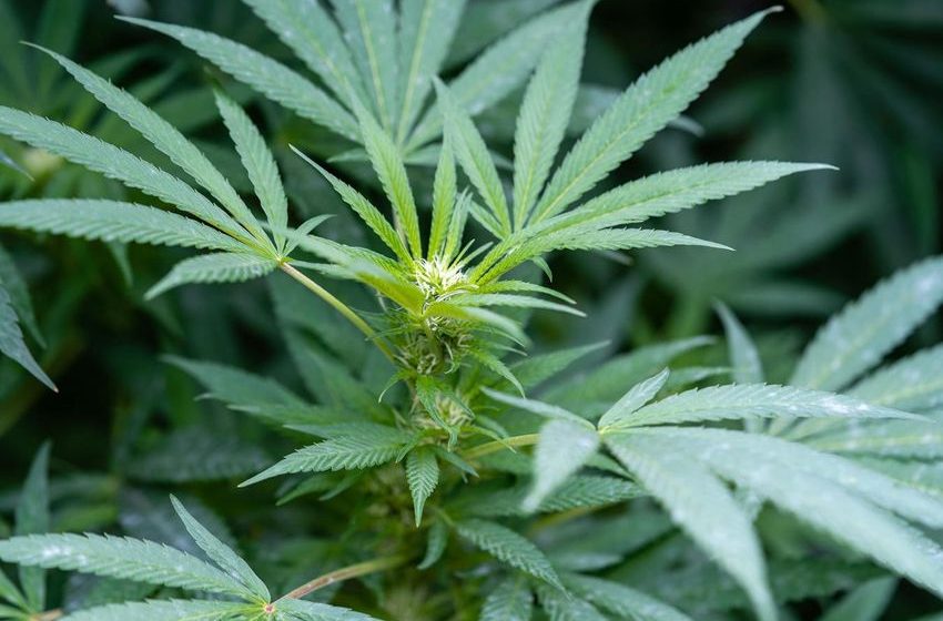  Hawaii Lawmakers Approve Marijuana Decriminalization Bill
