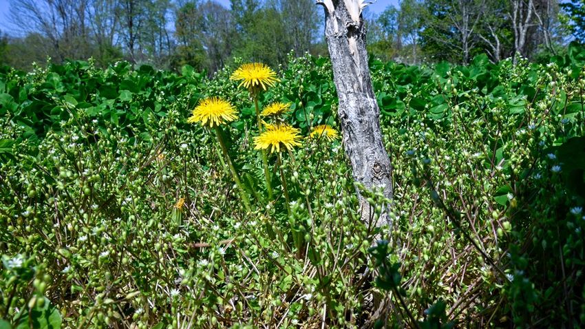  NYS licensed marijuana growers upset with Gov. Hochul