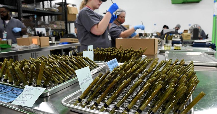  Nova Farms plans to move retail marijuana business to Route 1