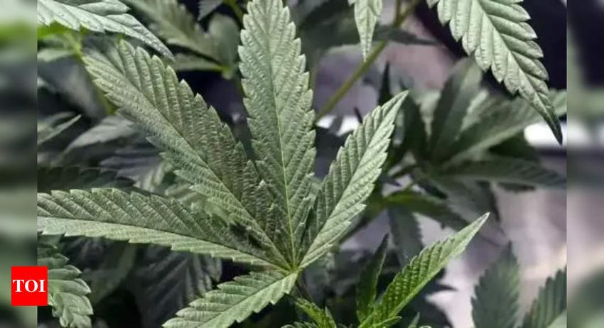  Customs arrests 4 for importing 3kg marijuana from Canada