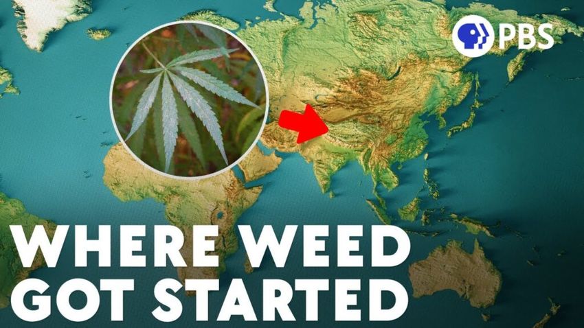 Humans Started Enjoying Cannabis in China Circa 2800 BC