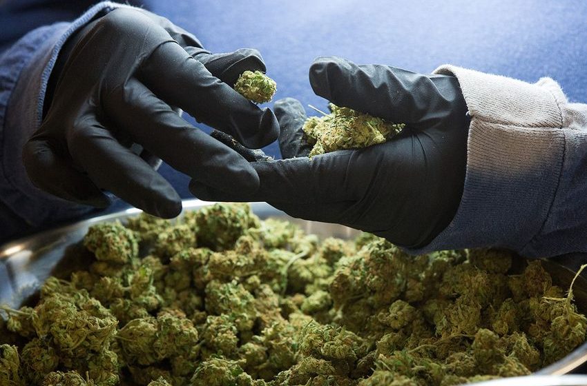 7 Reasons Why Eating Weed Is Actually Good for Your Health