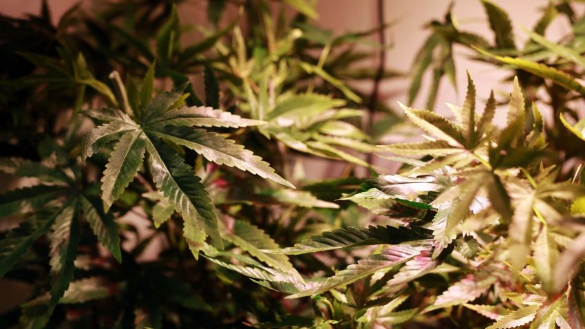  Feds Bust Homegrown Weed Op, Probe Possible Foreign Involvement in 20 States