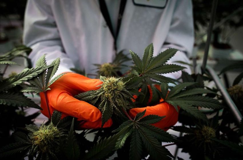Tilray Stock Tanks Following Earnings Miss, Outlook Cut