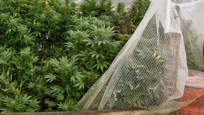  Operation Emerald: 75-year-old arrested after 250 cannabis plants seized near Whanganui River