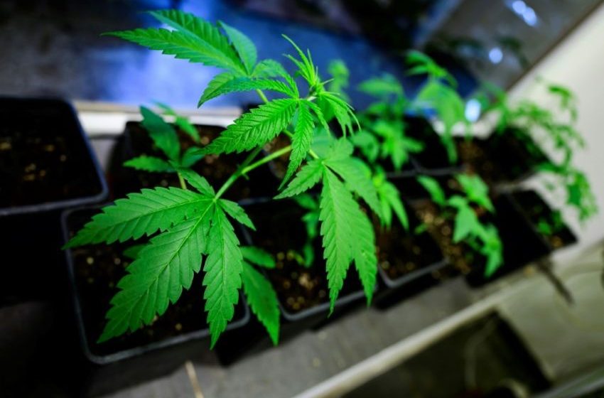 Germany Gives Controversial Green Light To Cannabis