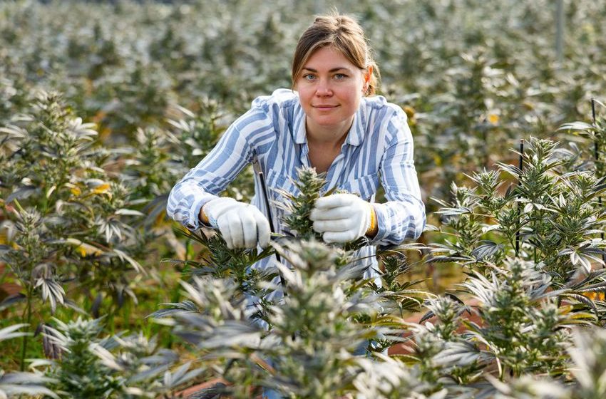  Cannabis Industry Has 440,000 Full-Time Workers | High Times