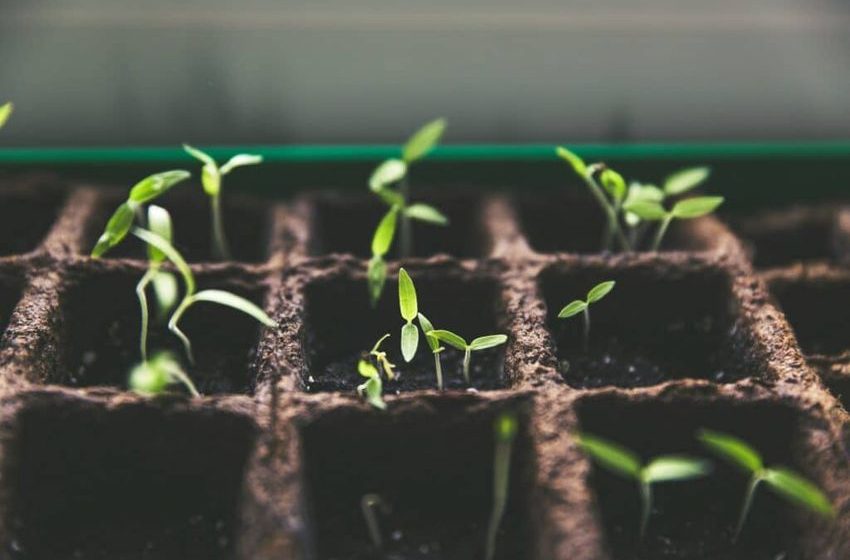  Eco-Friendly Techniques For Cultivating Cannabis At Home