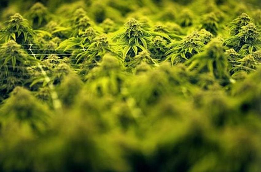  Don’t punish marijuana workers in bankruptcy proceedings