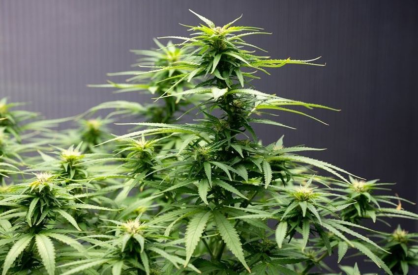  News24 | Police seizure of dagga from Joburg medical marijuana pharmacy ruled ‘unlawful’