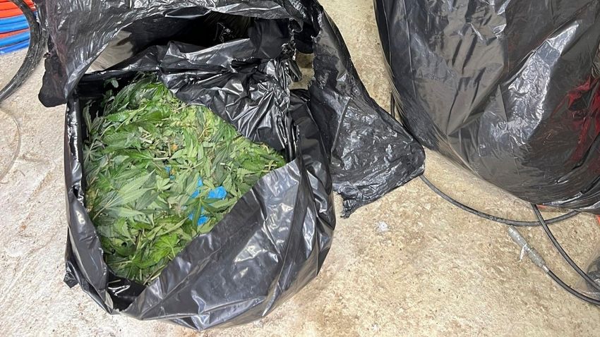  Marijuana grow busted in Maine as feds investigate trend in 20 states