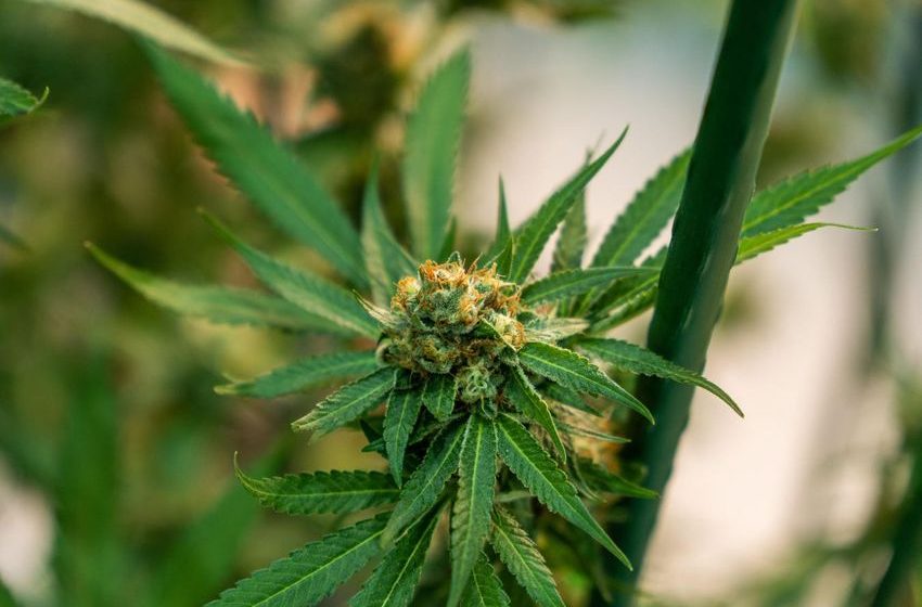 CBD Product More Effective For Relaxation With Terpenes, EEG Scans Show